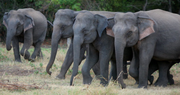 Elephants in Manerya - Source: Wikipedia