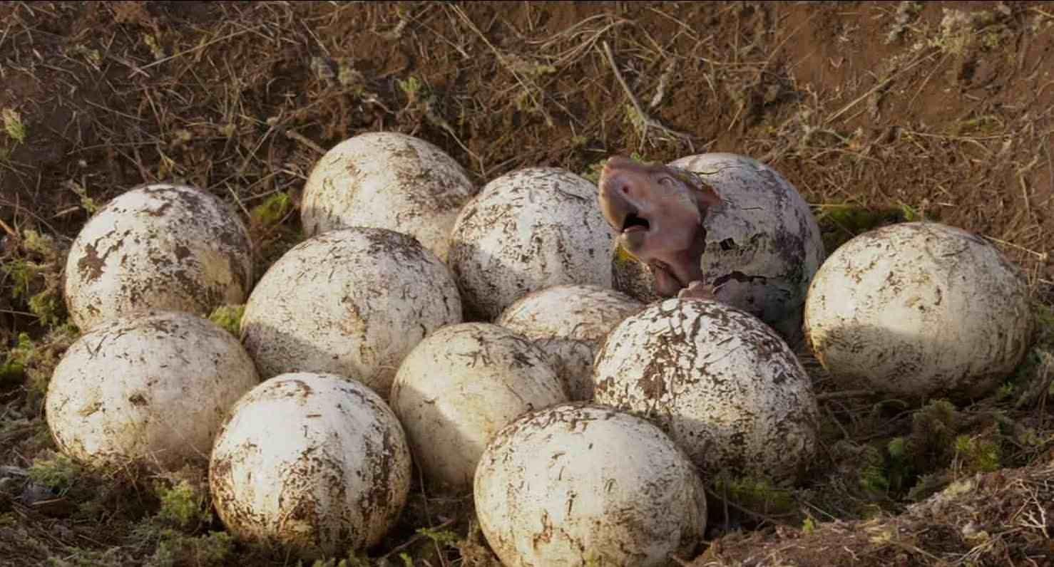 'Walking with Dinosaurs' Clip: Eggs Hatching