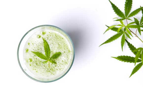 Marijuana leaf in drink next to stem with several marijuana leaves