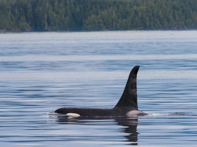 Killer whales in the Pacific Northwest are struggling due to a lack of their main food source - salmon: Getty Images