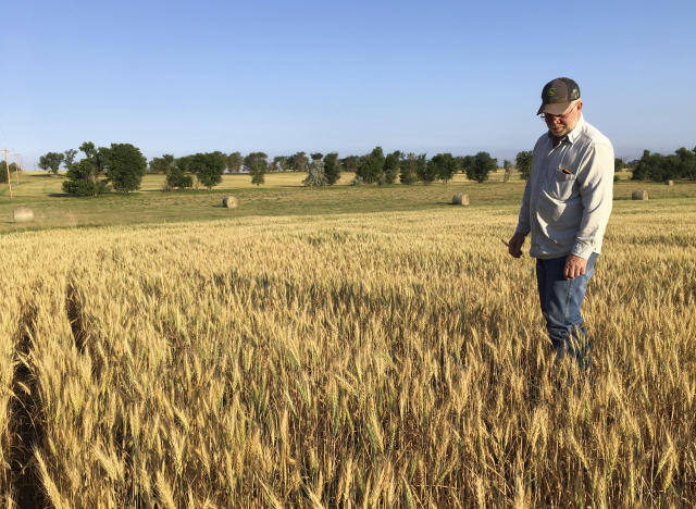 In this July 13, 2017, photo, farmer John Weinand surveys a wheat field near Beulah, N.D., that should be twice as tall as it is. Drought in western North Dakota this summer is laying waste to crops _ some of which won't even be worth harvesting. (AP Photo/Blake Nicholson)