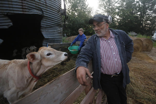 In this Thursday Aug. 15, 2019 photo, dairy farmer Fred and Laura Stone work on their dairy farm in Arundel, Maine. The couple's dairy farm has been forced to shut down after sludge spread on the land was linked to high levels of PFAS in the milk. Their blood has tested high for PFAS. (AP Photo/Robert F. Bukaty)