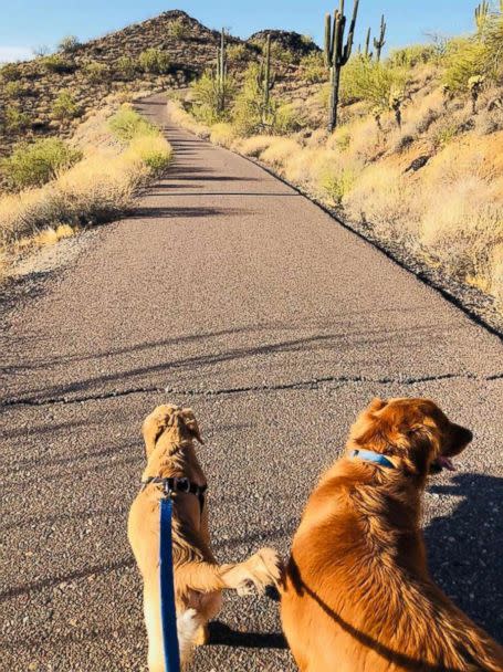PHOTO: Todd, 6-month-old golden retriever was bitten by a rattlesnake during a walk with his owner on a trail in Anthem, Ariz., June 29, 2018. (Paula Godwin/Facebook )