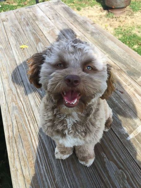PHOTO: Yogi, a one-year-old shih poo, has become a viral internet sensation for his human-like features. (Chantal Desjardins)