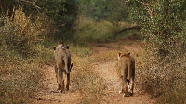 PHOTO:This file photo shows a lion and lioness walking along a trail at a game reserve on July 21, 2010 in Kruger National Park, South Africa. Kruger National Park, South Africa. (Cameron Spencer/Getty Images)
